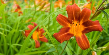 Hemerocallis 'Autumn Red' clipart