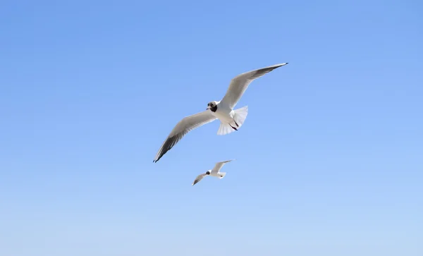 Two seagulls — Stock Photo, Image