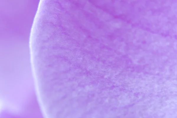 Petal of a violet orchid — Stock Photo, Image