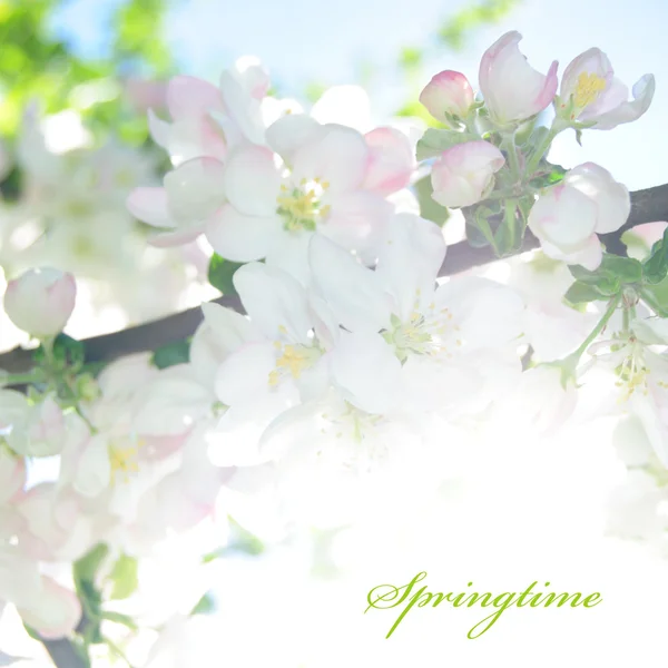 Kartı 'Mevsim': Bahar. Elma çiçeği — Stok fotoğraf