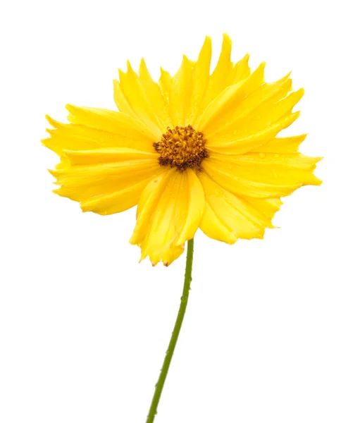 A kerti Szépecske sárga virága — Stock Fotó