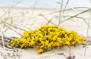 Perfect yellow flowers on seaside beach clipart