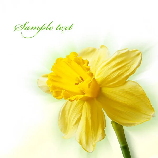 Narciso amarelo — Fotografia de Stock