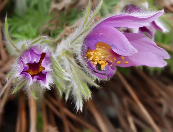 Floarea pascală — Fotografie, imagine de stoc