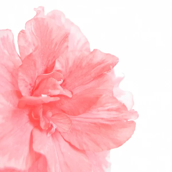 Pink azalea — Stockfoto