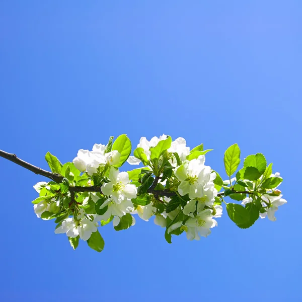 꽃 사과 나무의 무늬 — 스톡 사진
