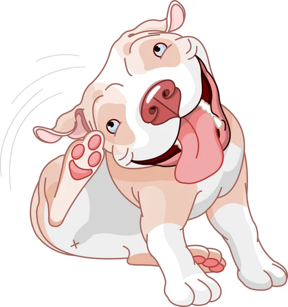 Cute pit bull scratching — Stock Vector