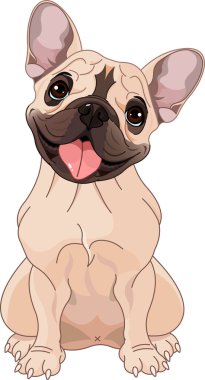 Fawn French bulldog clipart