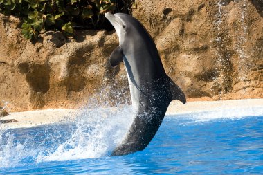 Dolphin dancing in water clipart