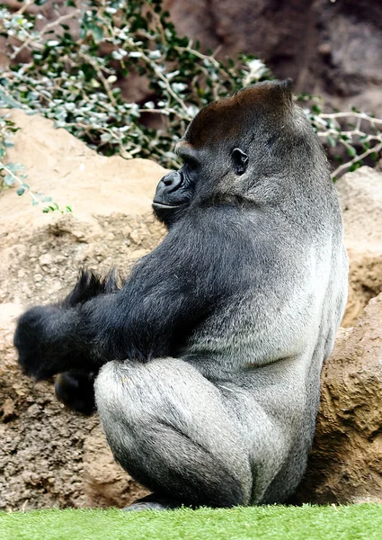 Sentado gorila espalda de plata — Foto de Stock