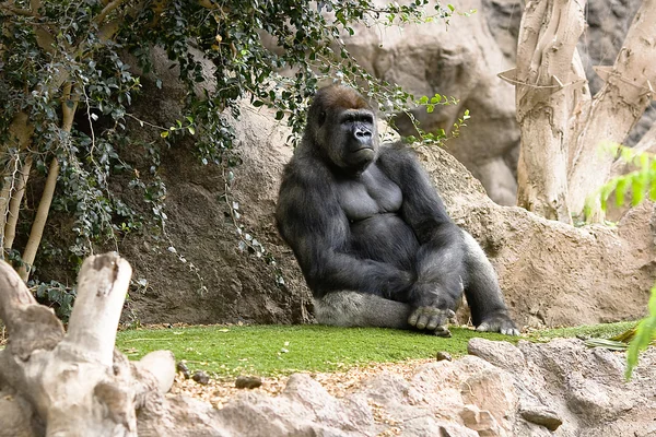 Gorilla seduto argento indietro — Foto Stock