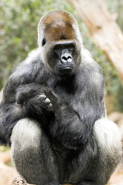 Sentado gorila espalda de plata —  Fotos de Stock