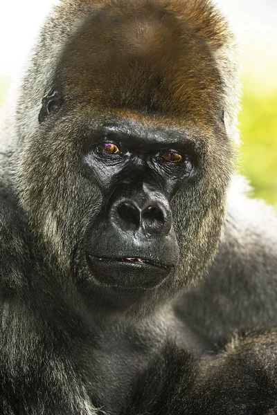 Gorilla portret — Stockfoto