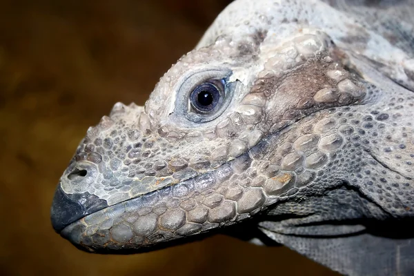 Iguana macinata cornuto — Foto Stock