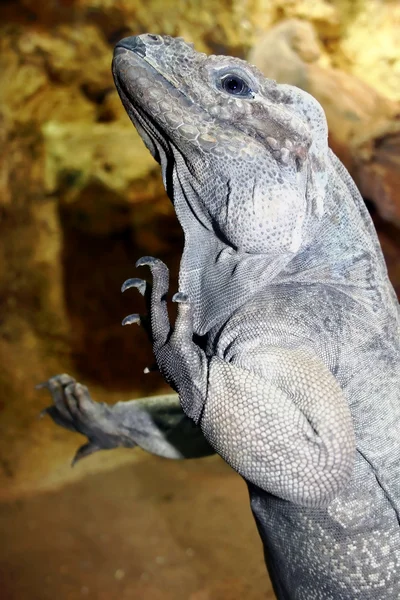 Iguana macinata cornuto — Foto Stock