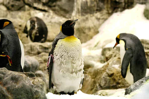 Pingüino emperador que se desvanece — Foto de Stock