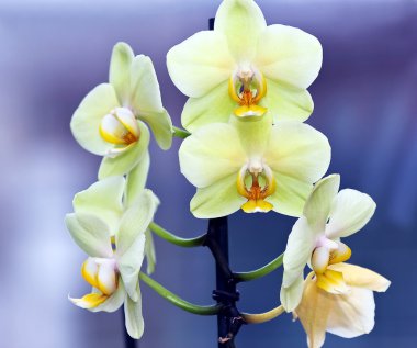 Orchids of rare color clipart