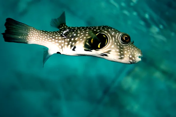 Fugue fish in aquarium — Stock Photo, Image