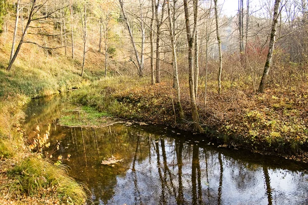 在一个国家公园中的小河 — 图库照片