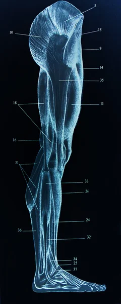 stock image View of the male muscular anatomy