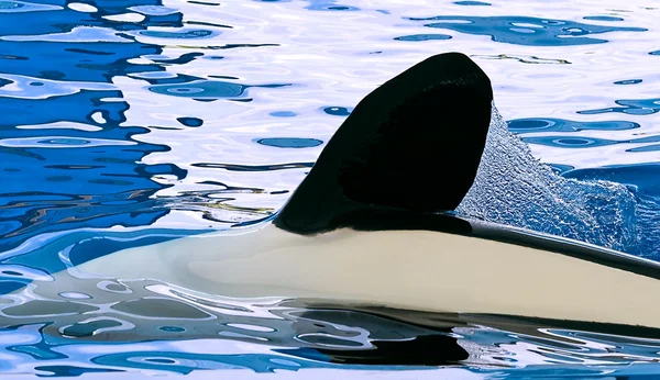 Orca spelen in het zwembad — Stockfoto