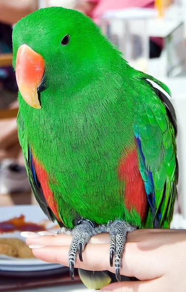 Renkli eclectus papağanı — Stok fotoğraf