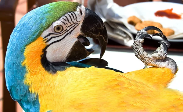 Mavi-sarı papağan — Stok fotoğraf
