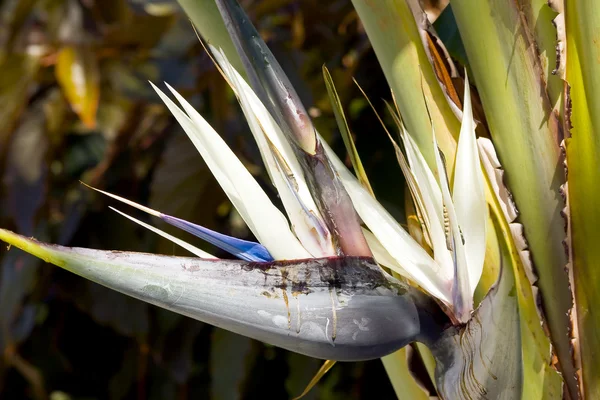 Květina strelitzia — Stock fotografie