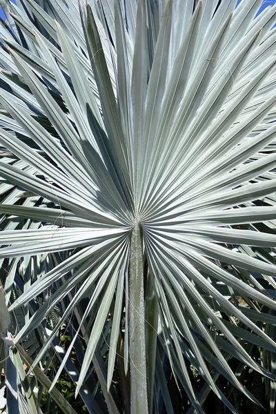 蓝色风扇棕榈叶 — 图库照片