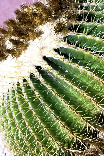 Dettaglio cactus primo piano — Foto Stock