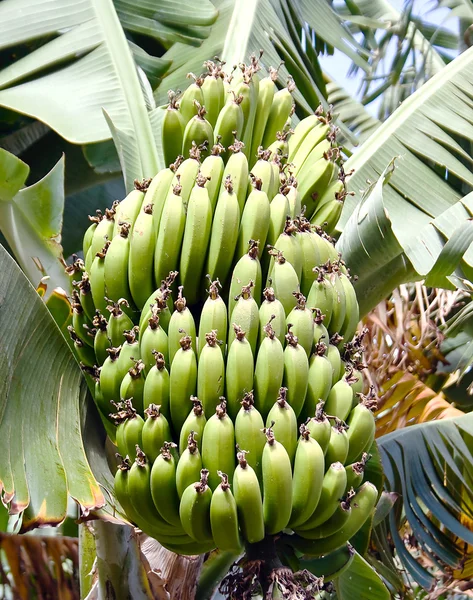 群的催熟香蕉 — 图库照片