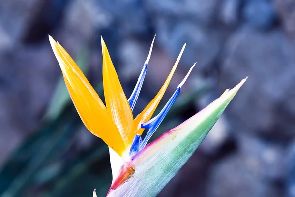 Květina strelitzia — Stock fotografie