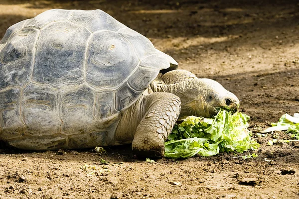 加拉帕戈龟 — 图库照片
