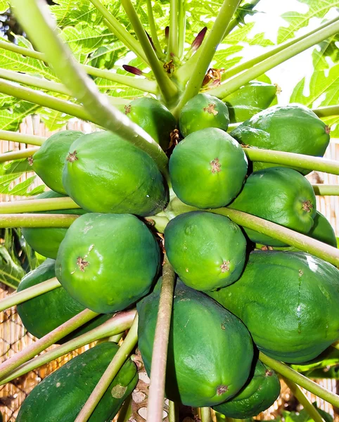 Плоды папайи на дереве — стоковое фото