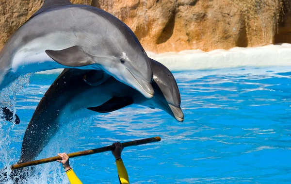 Delfiner som hopper ut av vannet – stockfoto