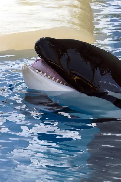Beautiful orca whale — Stock Photo, Image