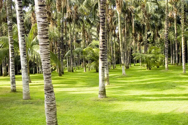 Belo jardim de palma — Fotografia de Stock