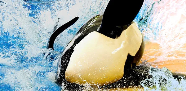 Orca brincando na piscina — Fotografia de Stock