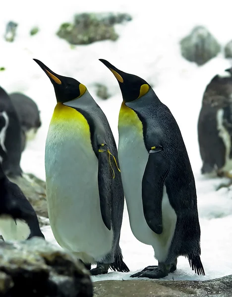 सम्राट पेंग्विन — स्टॉक फोटो, इमेज