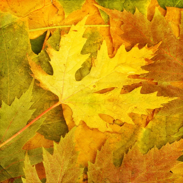 美丽背景的堕落秋季叶片设计 — 图库照片