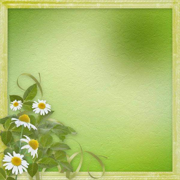 Grunge ramar med vackra daisy för design — Stockfoto