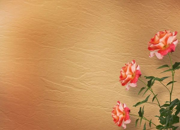 Grunge zázemí pro blahopřání s krásnou růží — Stock fotografie