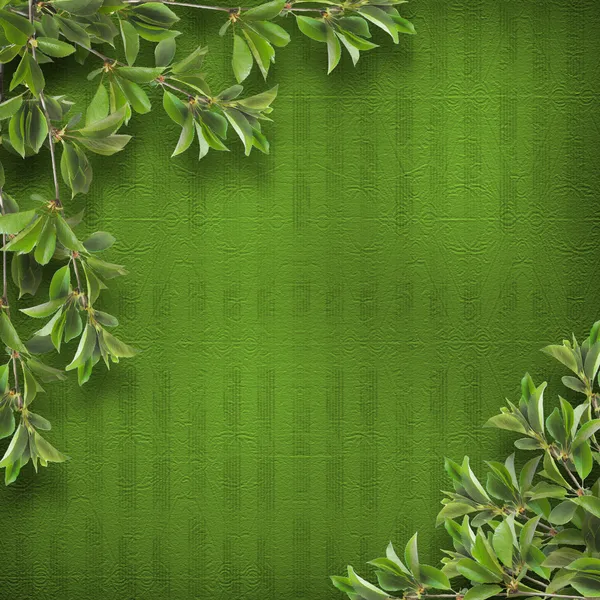 Лиственные ветви деревьев на фоне абстрактной зеленой стены — стоковое фото