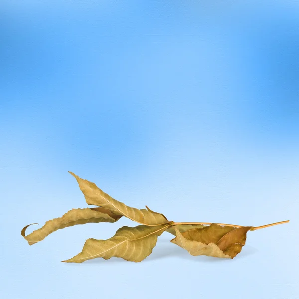 Ragyogó őszi levelek, a bokeh az absztrakt háttér — Stock Fotó
