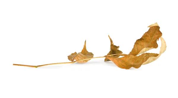 Hojas secas de otoño aisladas sobre fondo blanco — Foto de Stock