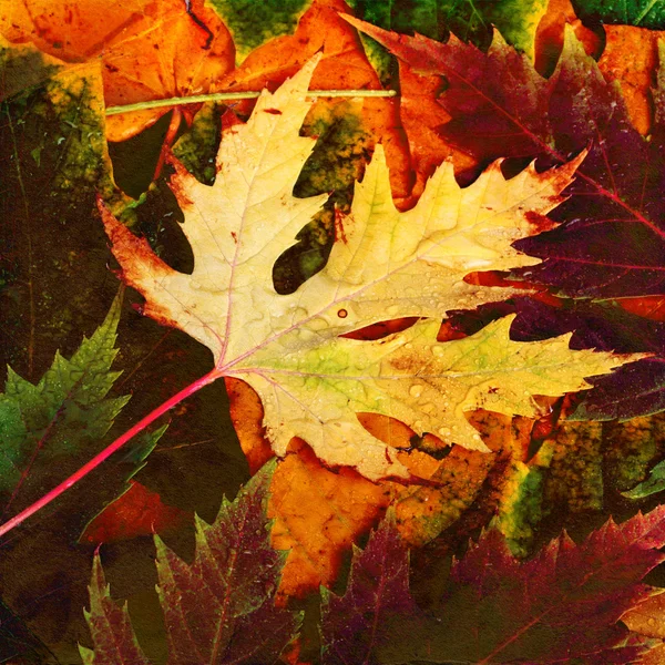 Schöne Kulisse aus fallenden Herbstblättern für die Gestaltung — Stockfoto