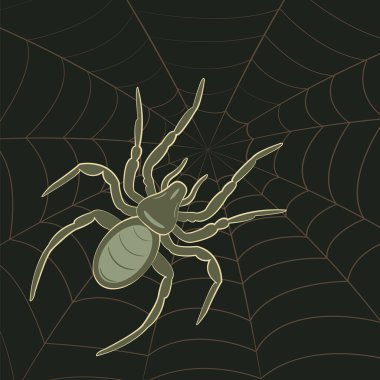 örümcek web üzerinde