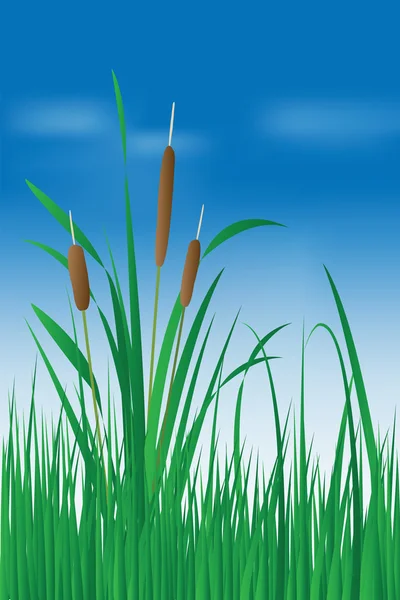 stock vector Reed plant over blue sky