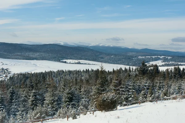树木覆盖着雪的冬天山上 — 图库照片