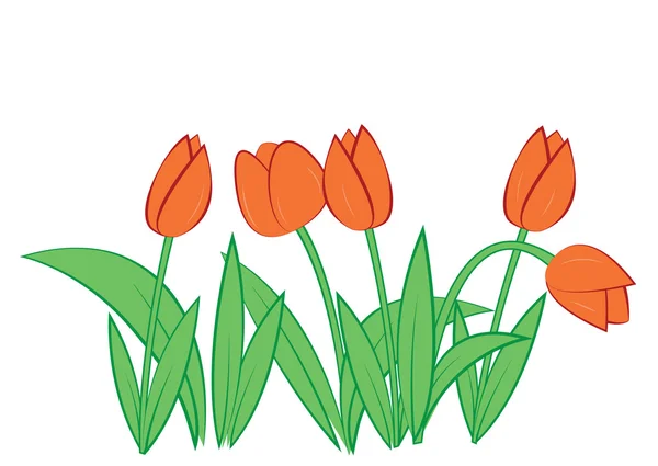 Tulpen auf weißem Hintergrund — Stockvektor